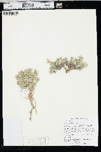 Phlox alyssifolia image