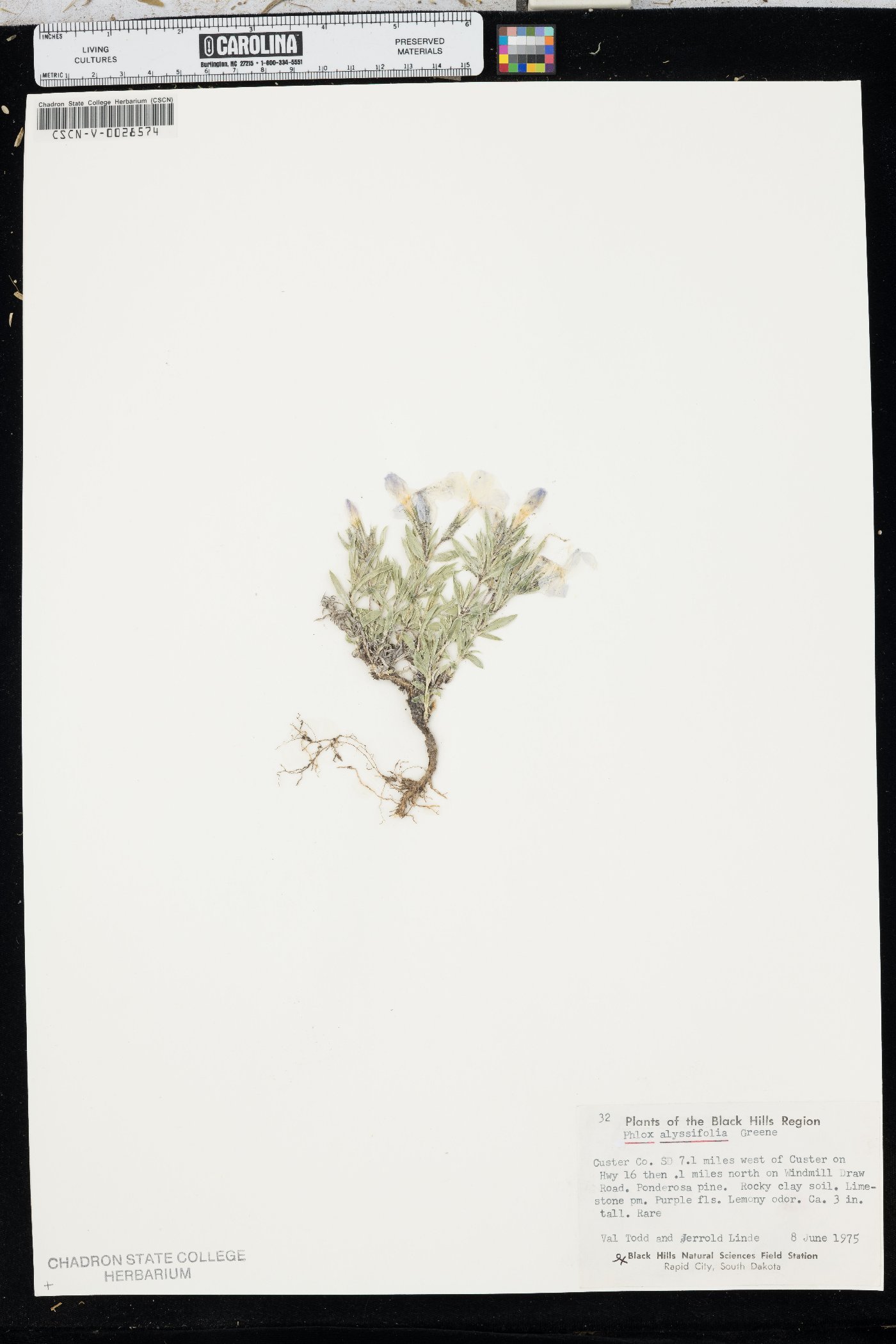 Phlox alyssifolia image
