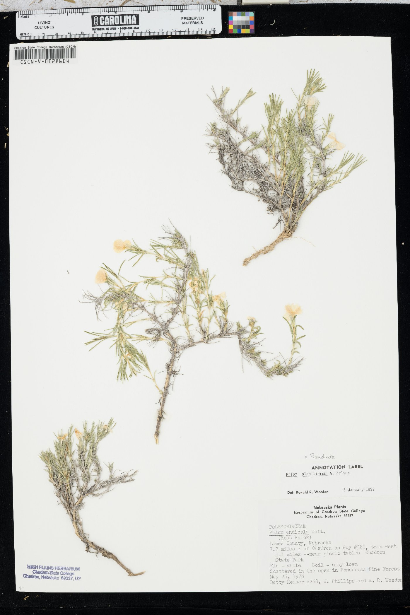 Phlox andicola image