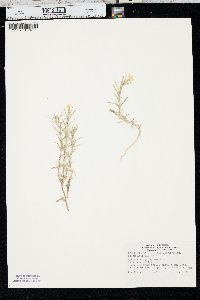 Phlox andicola image