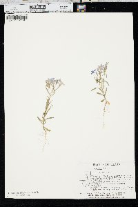 Phlox cuspidata image