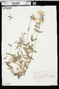 Phlox divaricata subsp. laphamii image