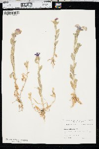 Phlox drummondii image