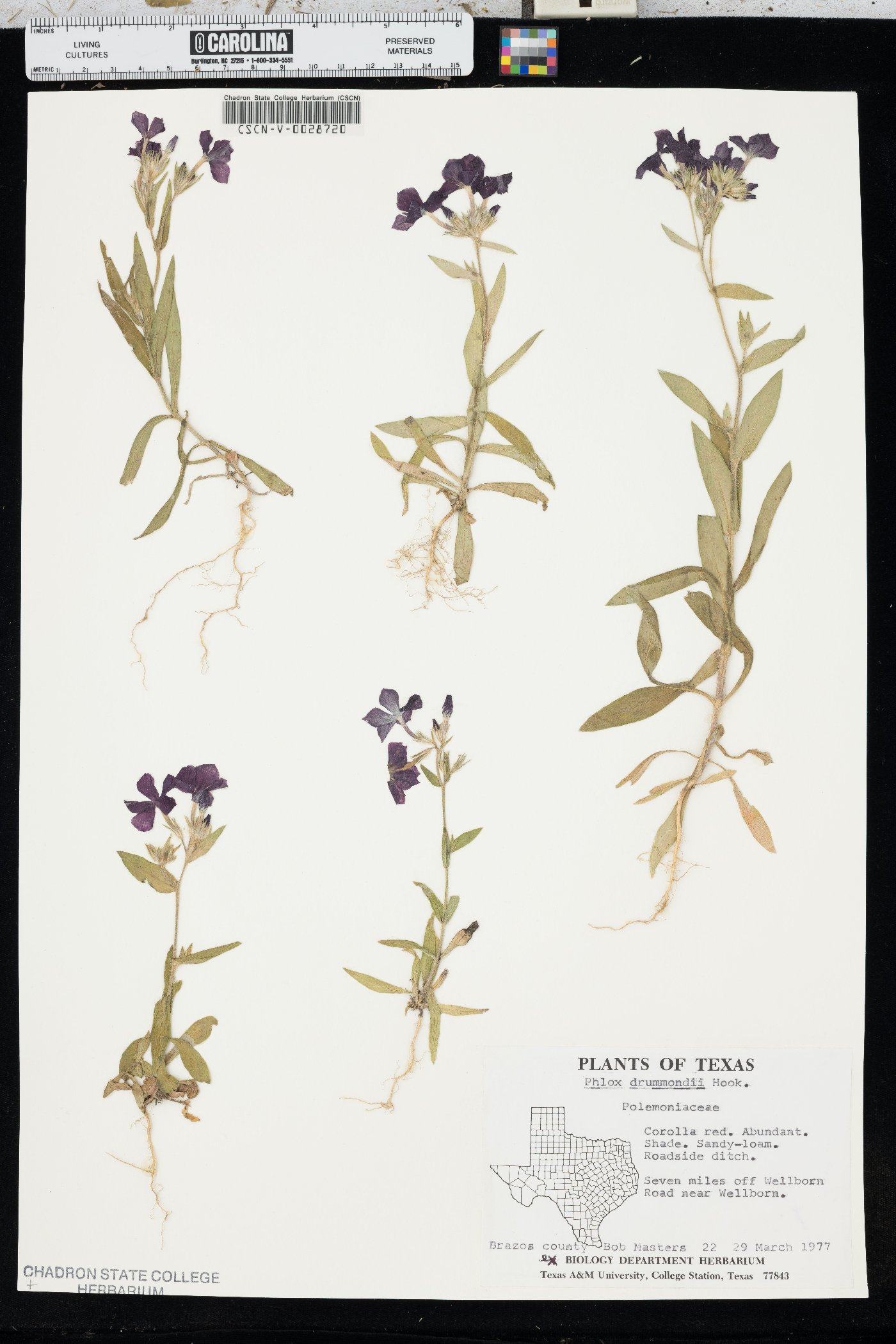 Phlox drummondii image