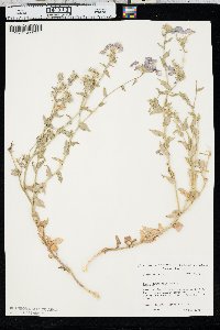 Phlox drummondii image