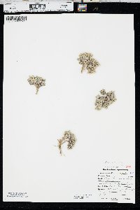 Phlox hoodii image