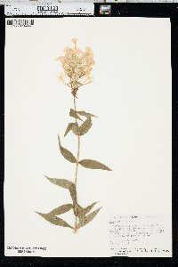 Phlox paniculata image