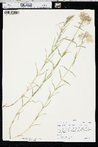 Phlox pilosa subsp. fulgida image