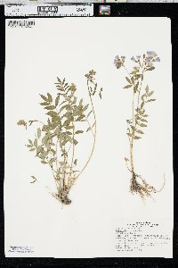 Polemonium reptans image