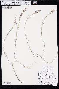 Asemeia grandiflora image