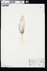 Polygala alba image