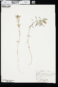 Polygala cruciata image