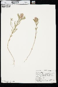 Polygala cruciata image