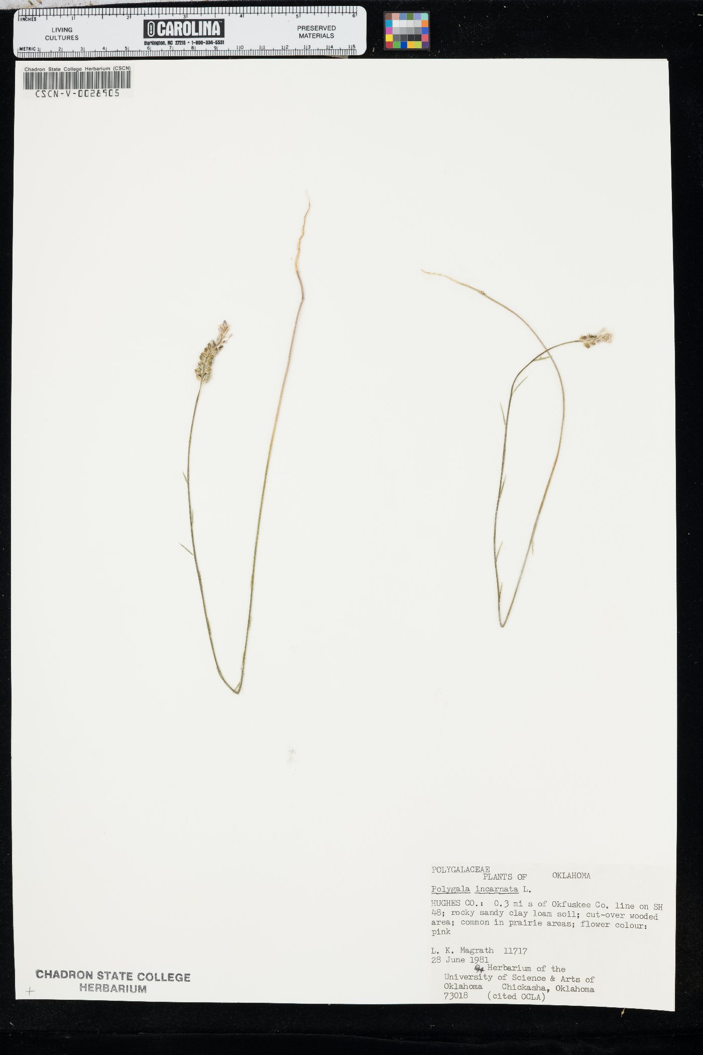 Polygala incarnata image