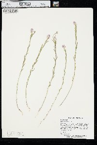 Polygala sanguinea image