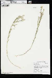 Polygala sanguinea image