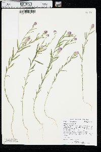 Polygala sanguinea image