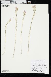 Polygala sanguinea image