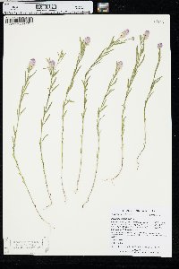 Polygala sanguinea image