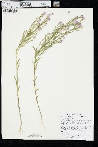 Polygala sanguinea image