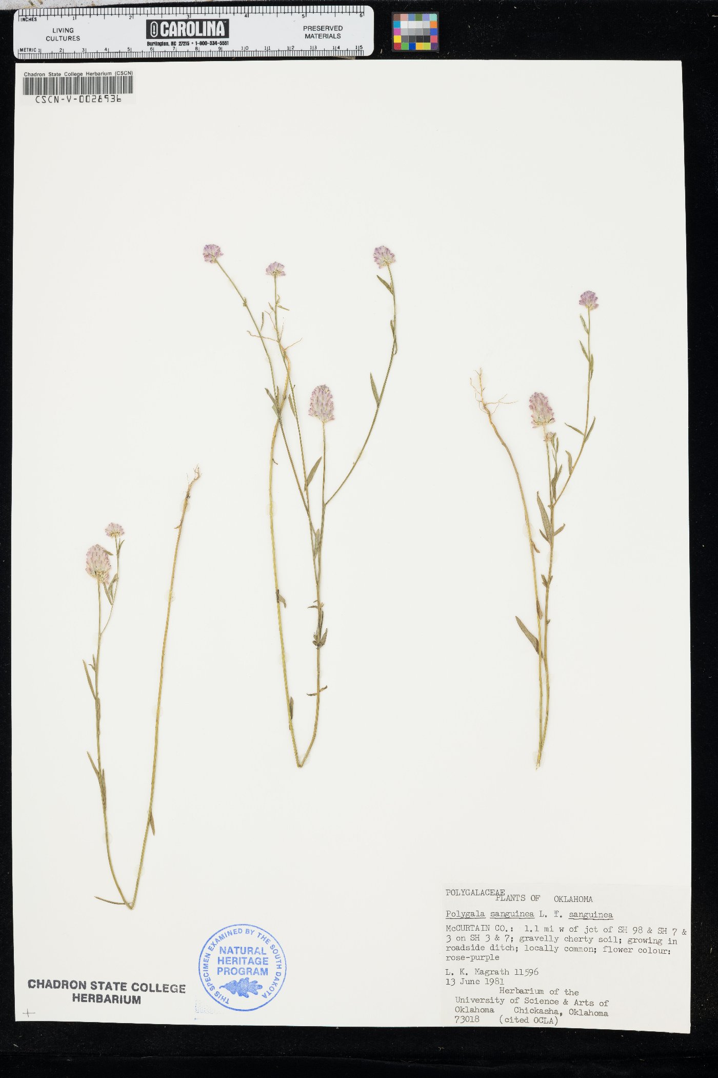 Polygala sanguinea fo. sanguinea image