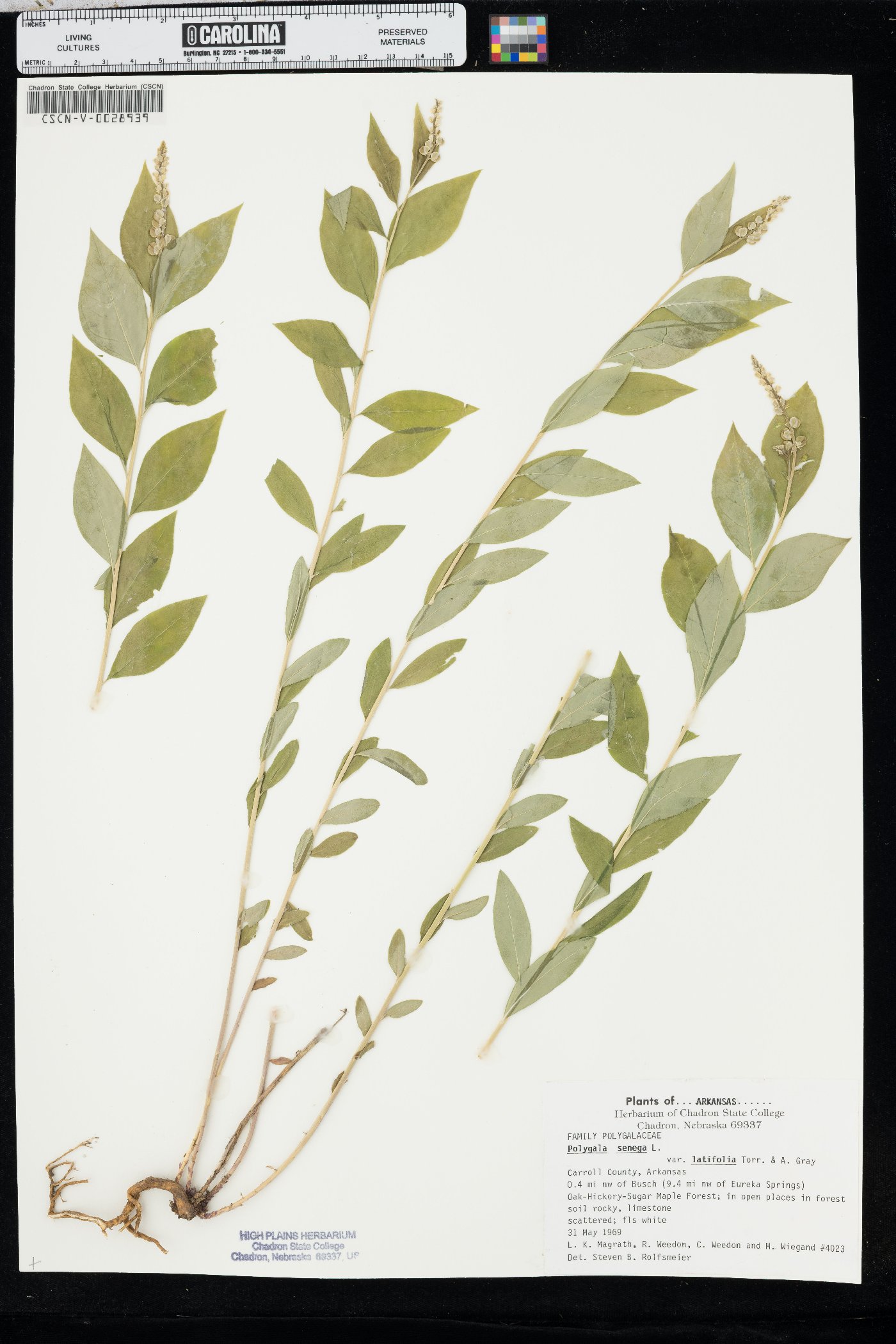 Polygala senega var. latifolia image