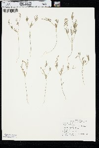 Polygala verticillata var. isocycla image