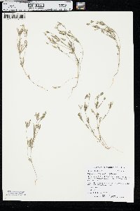 Polygala verticillata image