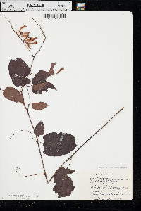 Brunnichia ovata image