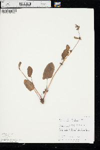 Emex spinosa image