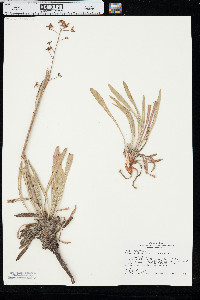 Eriogonum alatum image