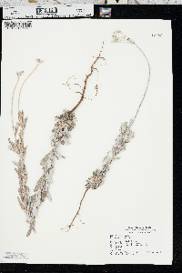 Eriogonum annuum image