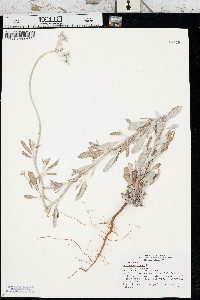 Eriogonum annuum image