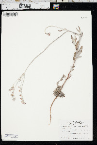 Eriogonum annuum image