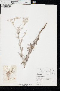 Eriogonum annuum image