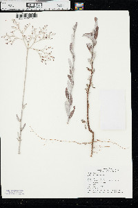 Eriogonum annuum image