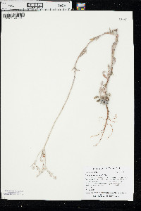 Eriogonum annuum image