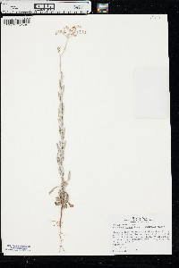 Eriogonum annuum image