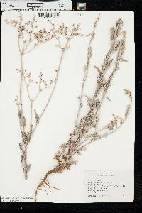 Eriogonum annuum image