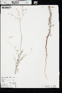 Eriogonum annuum image