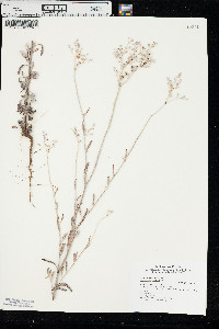 Eriogonum annuum image