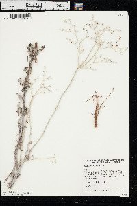 Eriogonum annuum image