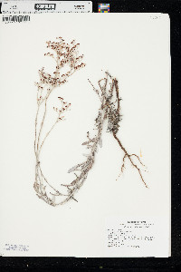 Eriogonum annuum image