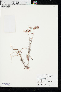 Eriogonum annuum image