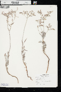 Eriogonum annuum image