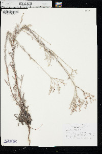 Eriogonum annuum image