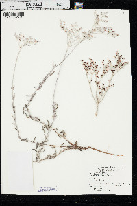 Eriogonum annuum image