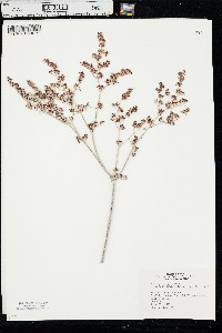 Eriogonum annuum image