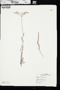 Eriogonum annuum image