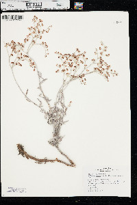 Eriogonum annuum image